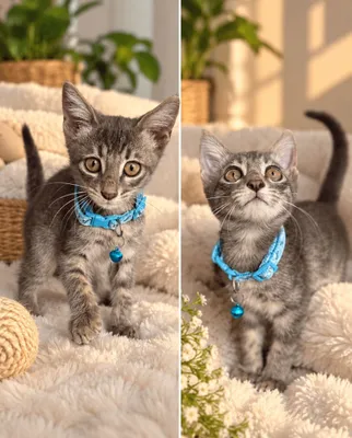 Grey mehribon ota-onalarni izlamoqda