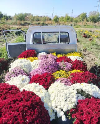 Xrozantema gullari sotiladi 1