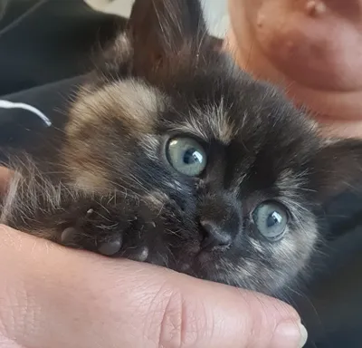 отдам котят в хорошие , добрые руки.