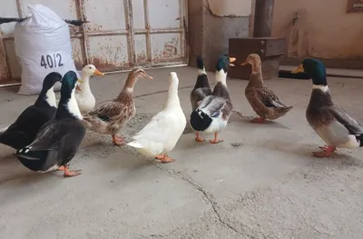 Ordaklar sotiladi 7 oylik sog'lom va semiz