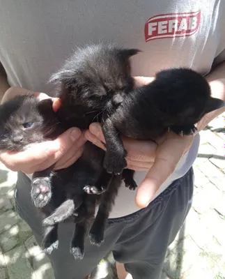 Арабские котята 1