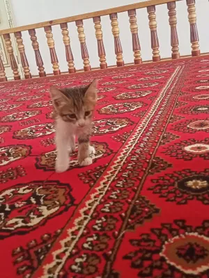 Продаются котята! 1