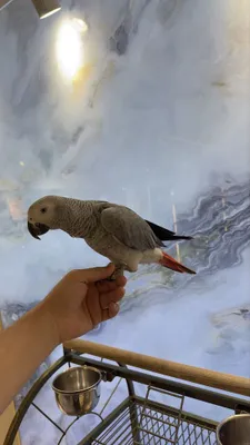 Жако конголезский попугай 1