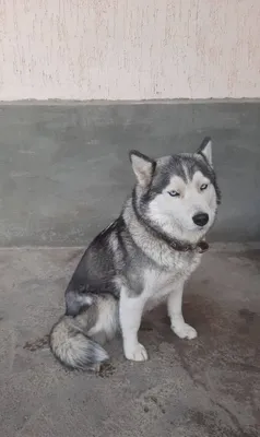 Лаика , лаикаааа 1