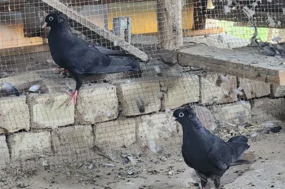 Продаются голуби 1