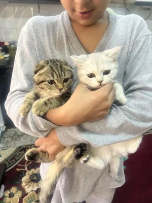 Продаются котята девочки и мальчик 1