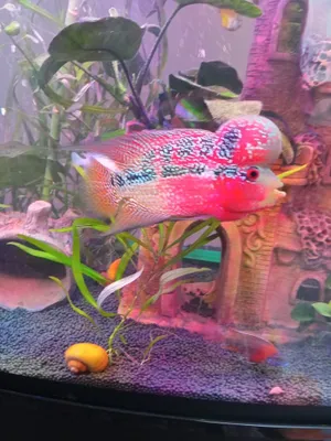 Akvarium yirtqich baliği 1
