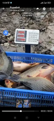 Балик 3+ рыба 3+ 1