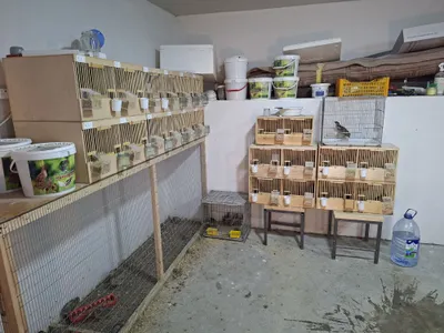 Sayroqi italiya bedanalari 1
