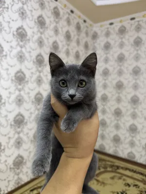 Rus xotinlarining yalangoch mushuklari Rus xotinlarining yalangoch mushuklari