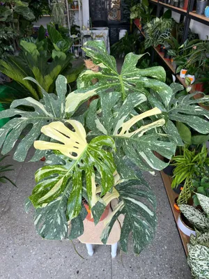 Monstera Thai Constellation 100 sm