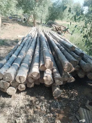 Aq terek bar jayga