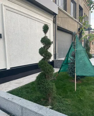 Арча кесамиз / Дарахт кесамиз 1