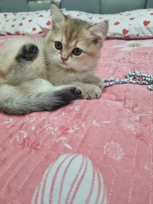 britanskiy golden chinchilla 1