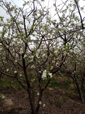Hovli sotiladi. Navbahor tumani 1
