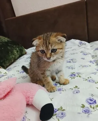 Osilgan quloqli urg‘ochi mushukcha 1