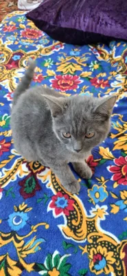 Продаётся трёхмесячный умный британский короткошёрстный котёнок 1