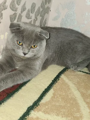 mushuk scottish fold 1