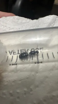 Муравьи Camponotus interjectus