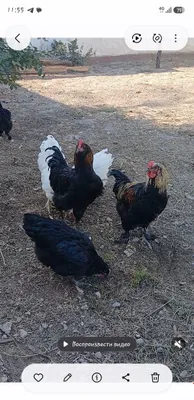 Tovuqlar, xo‘rozlar oaoaoalal