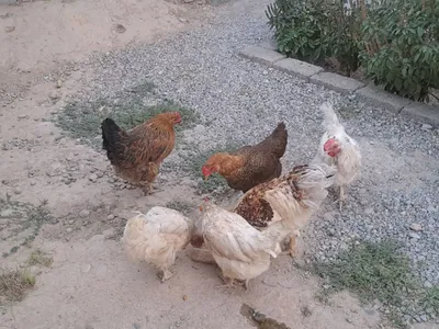 Balzakning yalangoch ayollari Erotik va pornografik asarlar ajoyib