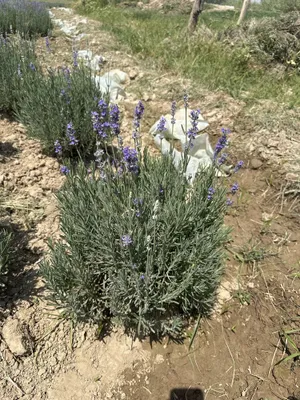 Lavanda fransuskiy 1