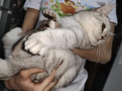 Опытный и очень крупный котик на вязку 1