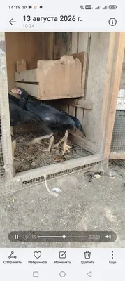 Жужиклар сотувда 1