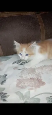 Одам котят хорошие добрые руки 1