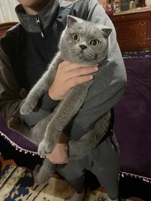 Шотландская вислоухая вязка 1