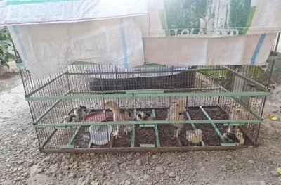 Свежий брама жужалари 1