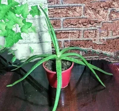 Продам Алоэ Вера возраст более 3 лет. Лечебное, косметическое.