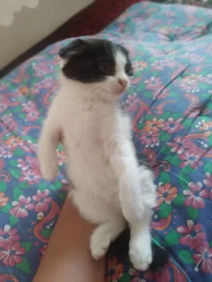 Породистая кошечка, 4 месяца 1