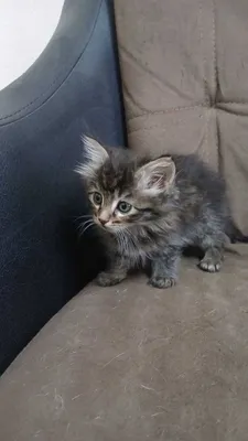 Kichkina paxmoq baxtchalar uchun eng mehribon qo‘llarni izlaymiz 1