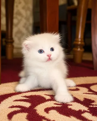 котяти 2 месяц пародистые скоттиш фолд хайланд 1