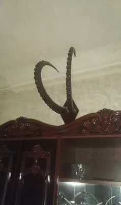Продается Рога орхара