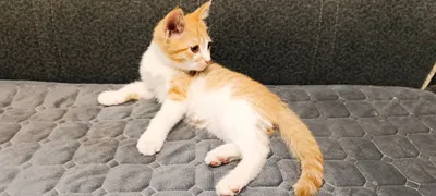 котенок мальчик в добрые руки 1