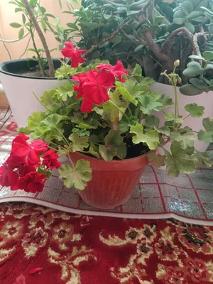 tuvakda gul. geran. kislitsa. xonaki gul 1