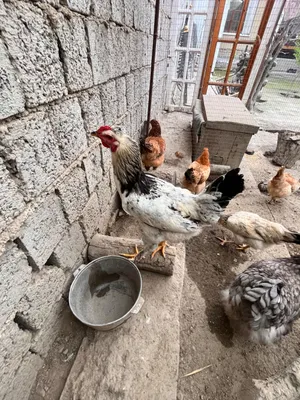 Хуроз петух курица 1