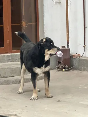 Акили ит зотдор 2 ёшда 1