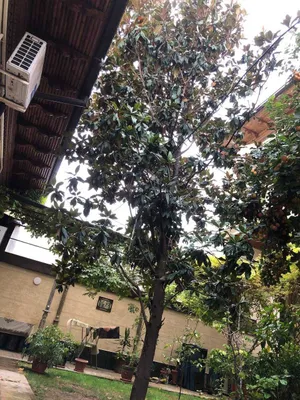 O‘z magnoliyangiz «Grandiflora», 6,5–7 metr, parvarishlangan, oq gullari bor.