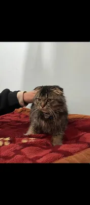 Zotdor mushuk srochna sotiladi 1
