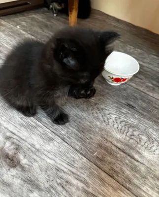 Отдам котят бесплатно 1