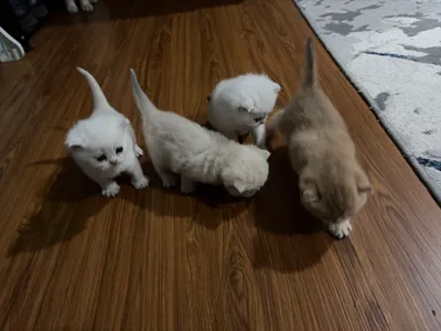 Котята 1