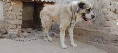 Sof zotli alabay iti 1