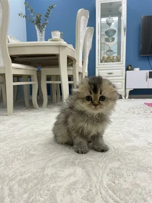 Chinchilla / Scottish Fold / Highland Fold 2