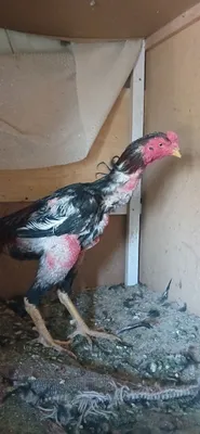 Dakan xoroz sotlad Toshkentda 1