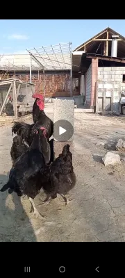 Гигантский чёрный шахзод 1