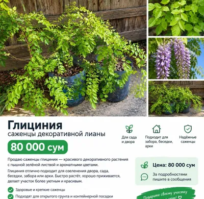 Visteriya sotiladi