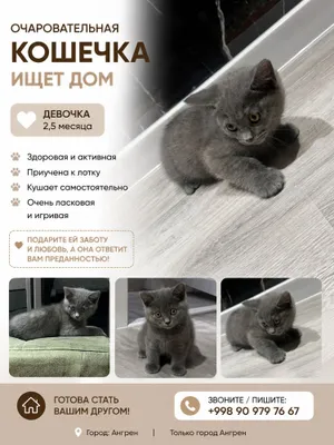 Scottish Straight va Scottish Fold 1